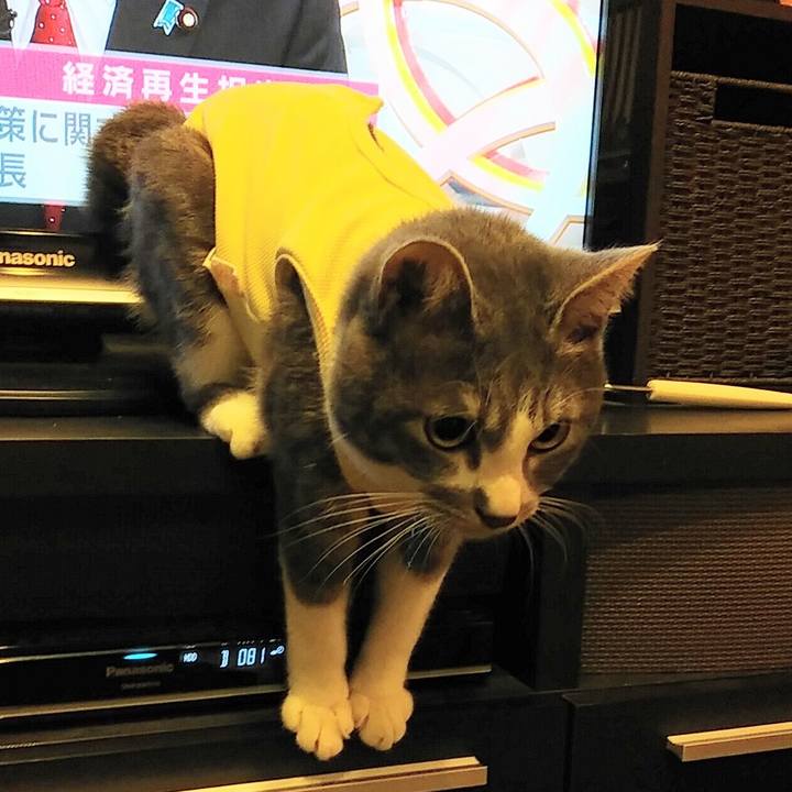 815c0285 97ba 49aa 8011 1ee2e275840b 1584884213319