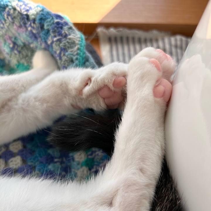 815c64ab 0ae5 460e b13b 0b02f9d45c03 1716939268720