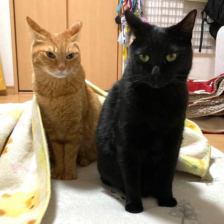 815fcaf7 cafc 4aca a808 2ce020d2118e 1769786966344