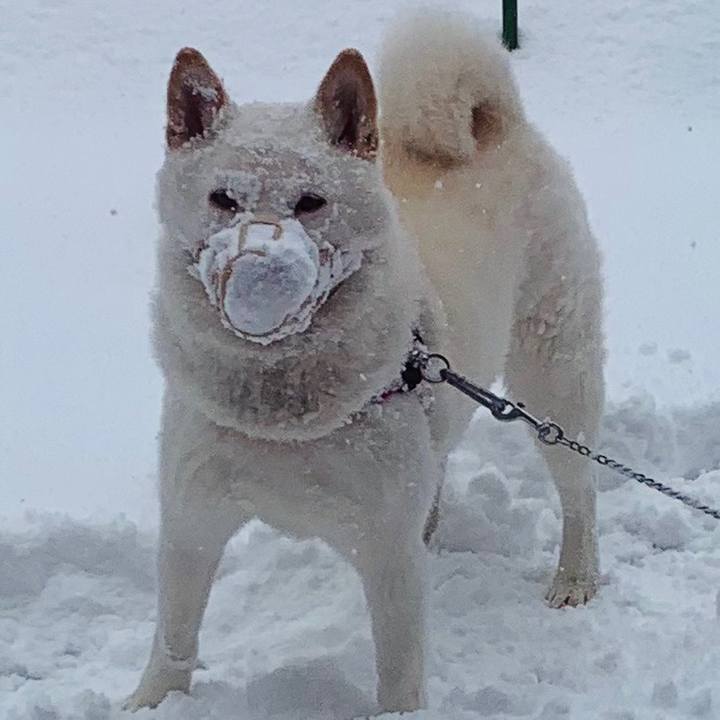 81617090 349a 4d86 bfcf fb13e0cb6062 1573953768742