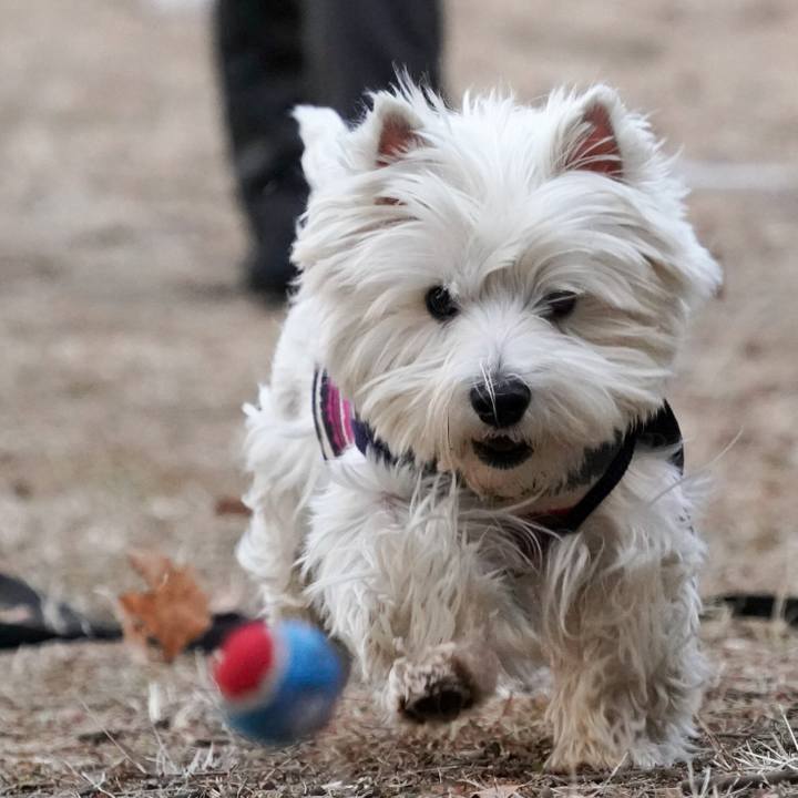 81627417 9819 4655 a0db b51d87aff62c 1517317081797