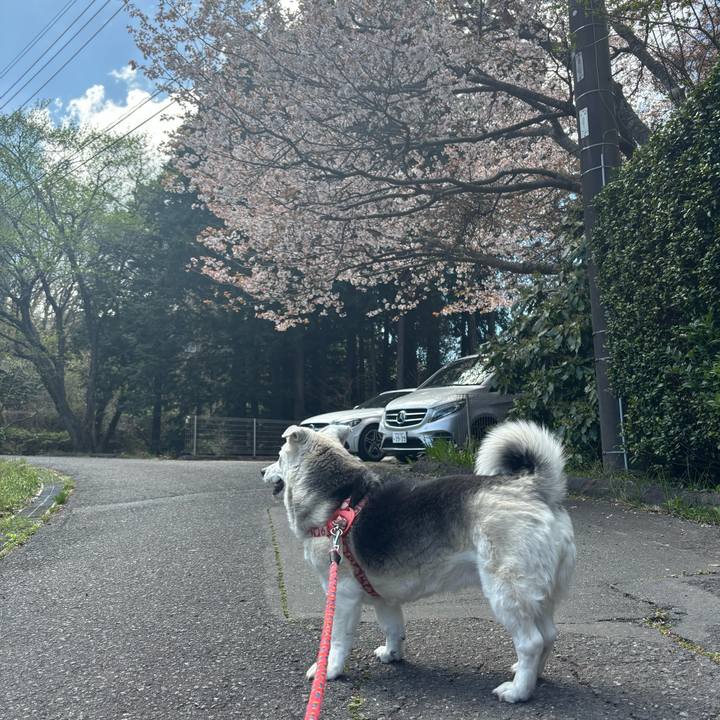 81628328 8181 4498 b437 7e0e4e33f682 1775462927940