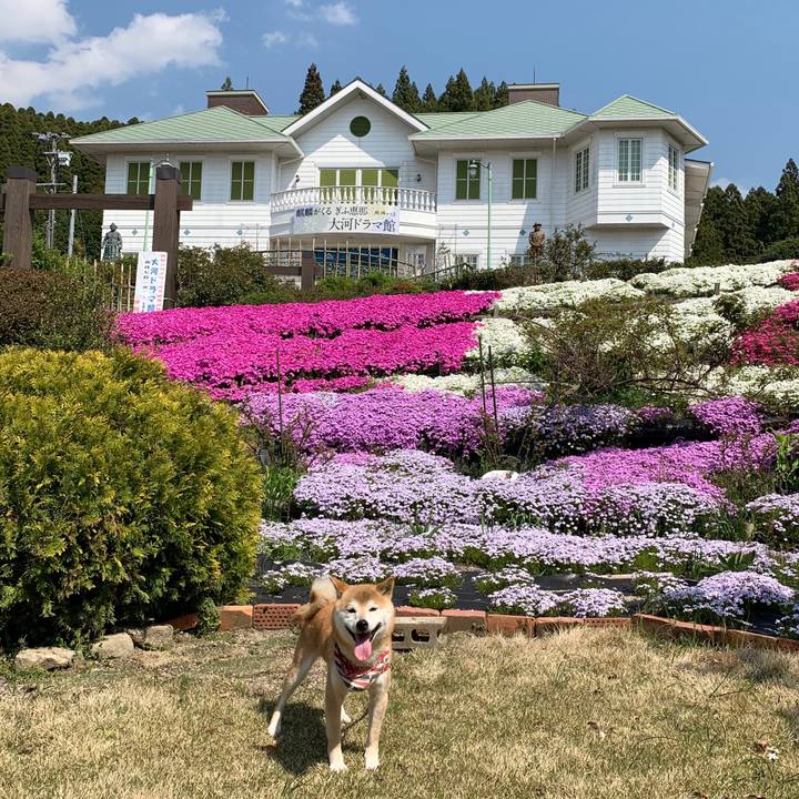 81635d8b e9a1 42c2 a87e 683a1e0cda38 1588322103450