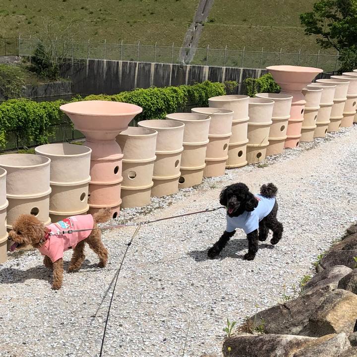 816468d3 9536 418b 9066 11ae26c7e8ee 1590208430832