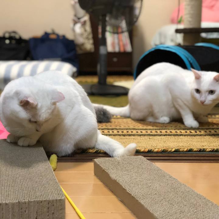 816931ca 90f7 4860 827c 3c43950bea82 1532247778925