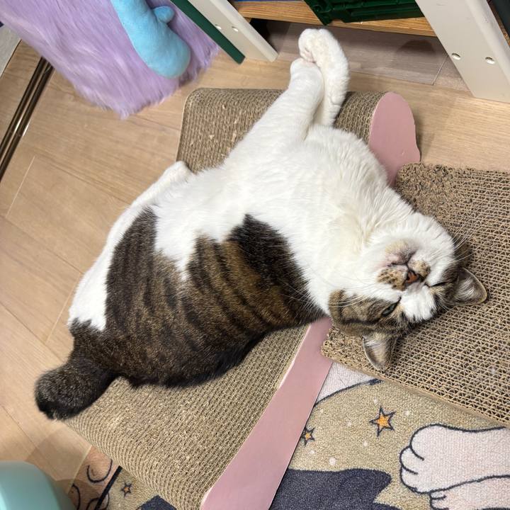 8171bf3b ae7c 4cc4 a337 47a5b5ae6f77 1774784966321