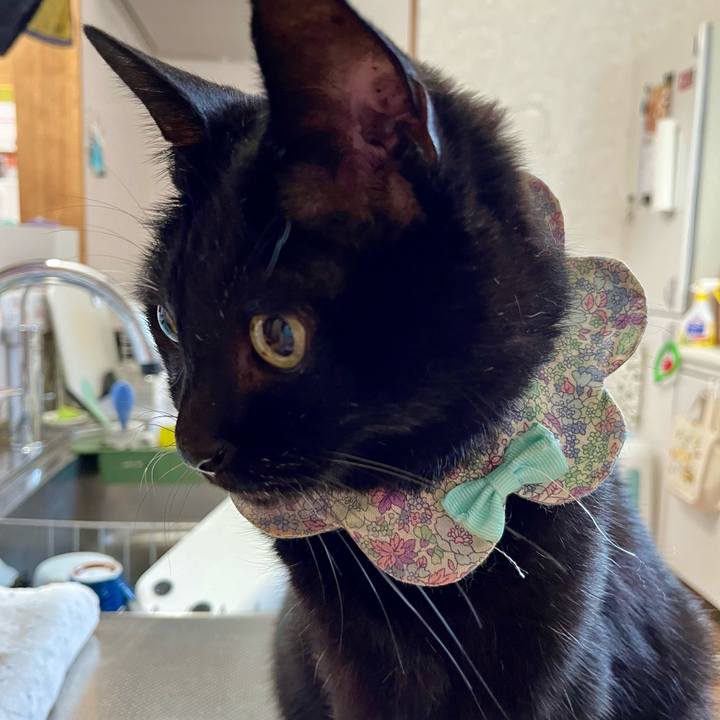 81729485 dbad 4f85 b3e4 da6982640e01 1731109382632