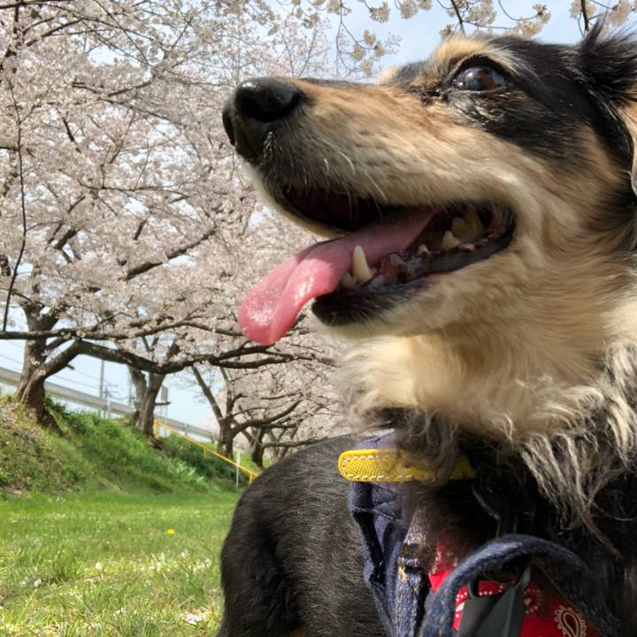 81730857 e0f9 4638 8c6a 67352fc92eb7 1616989396931