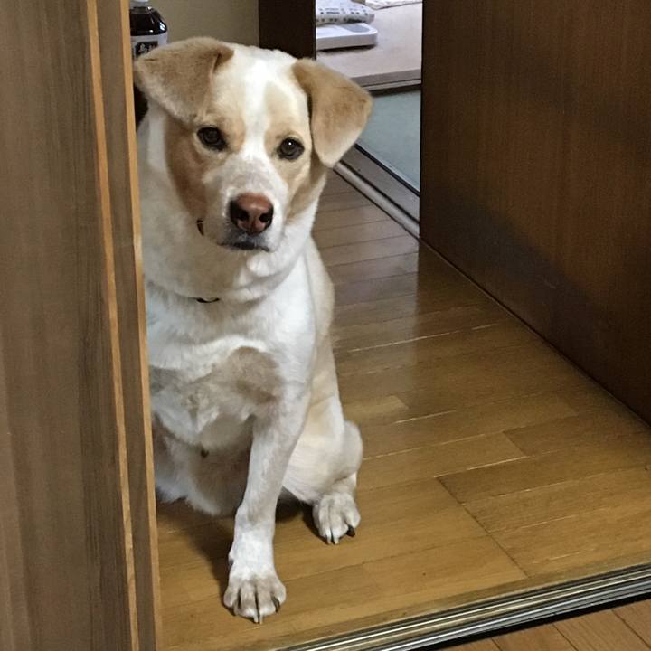 81741474 0a81 47d6 81a1 d2c1ed1c64b5 1526080251930