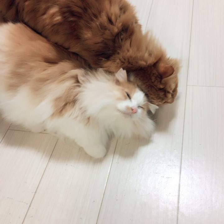 817556d4 451b 4e45 9de2 3c5fcf450014 1512258479742