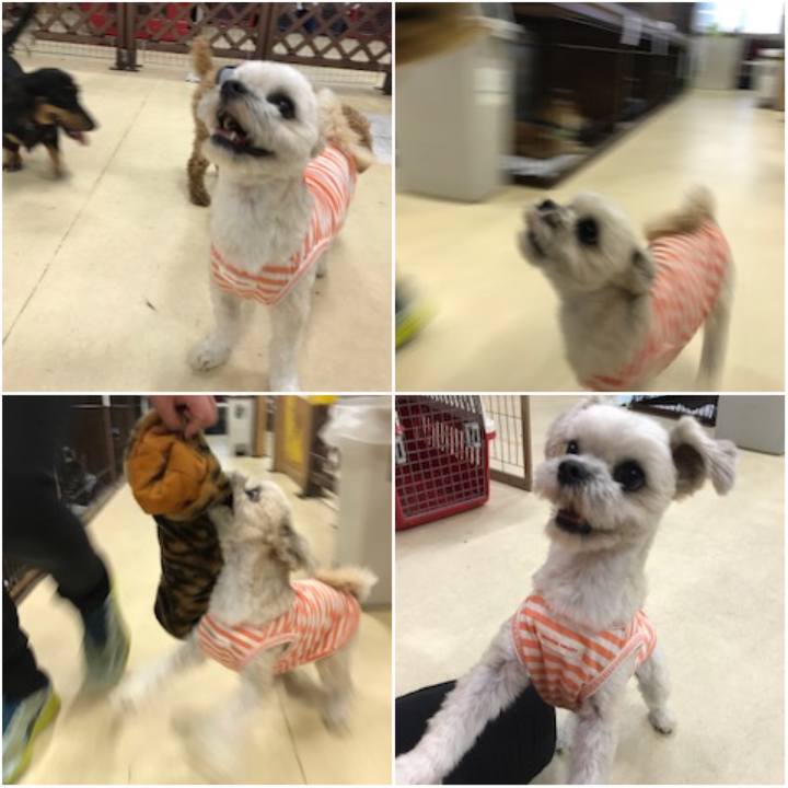 81755b5c 0f7f 423a ad53 d6e72227d657 1526556352093