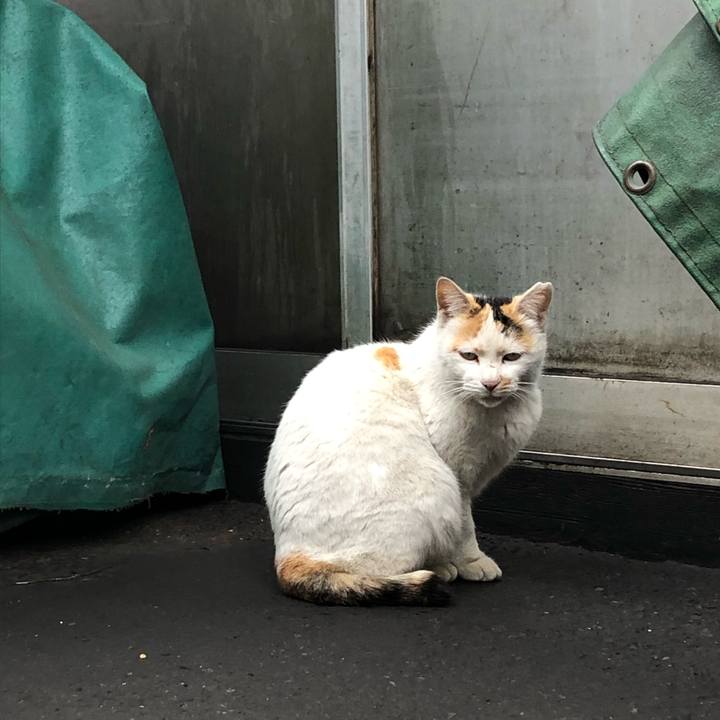 81755bc7 cf21 4dc1 94c2 8c23aff235b5 1583135214682