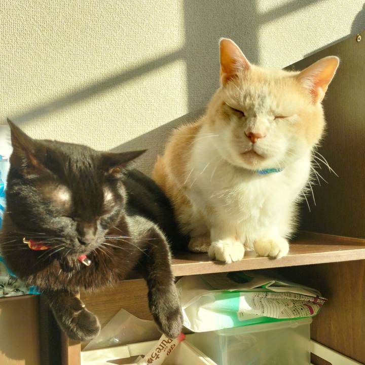 817715c0 e078 4c0d 9c7a 6a142439387a 1668813791454