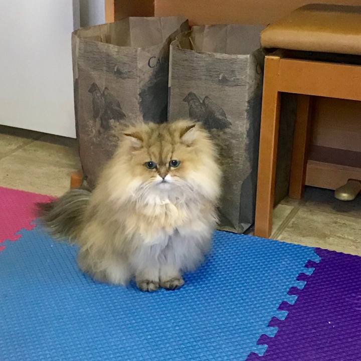 817ad8e9 4166 4c40 b443 89b3b669a3c9 1547504777588