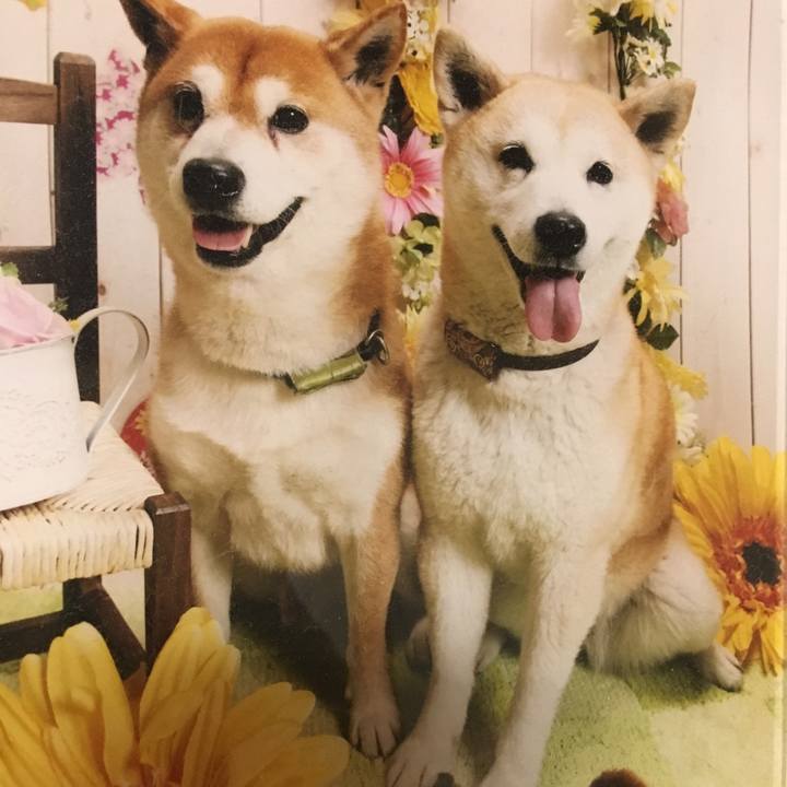 817c4f62 a21f 4534 aa7f 066dd11165cc 1510397491248