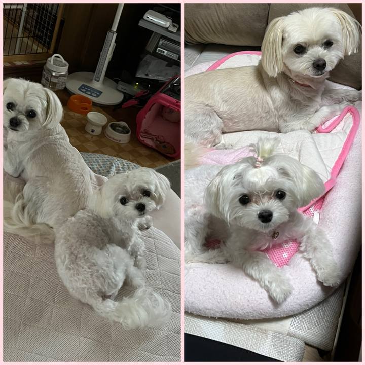 817e48de 0e4a 4261 a988 f71c1d9cdd85 1726225915782