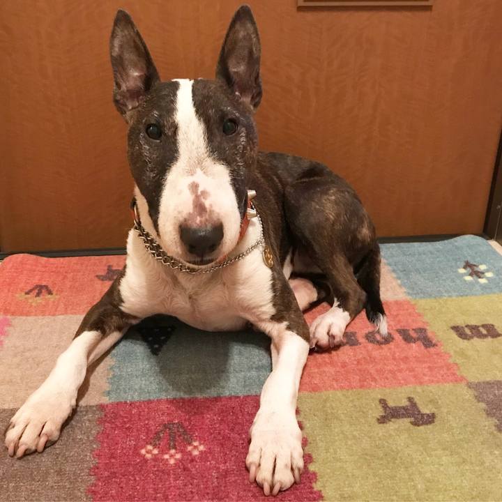 817fdd4e b230 4844 ba42 8be6d52725cc 1518775798184