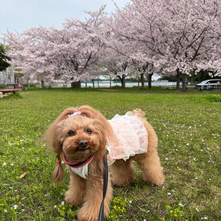 8182d17a c20c 46f7 86fa 43d724fb749a 1775437525825