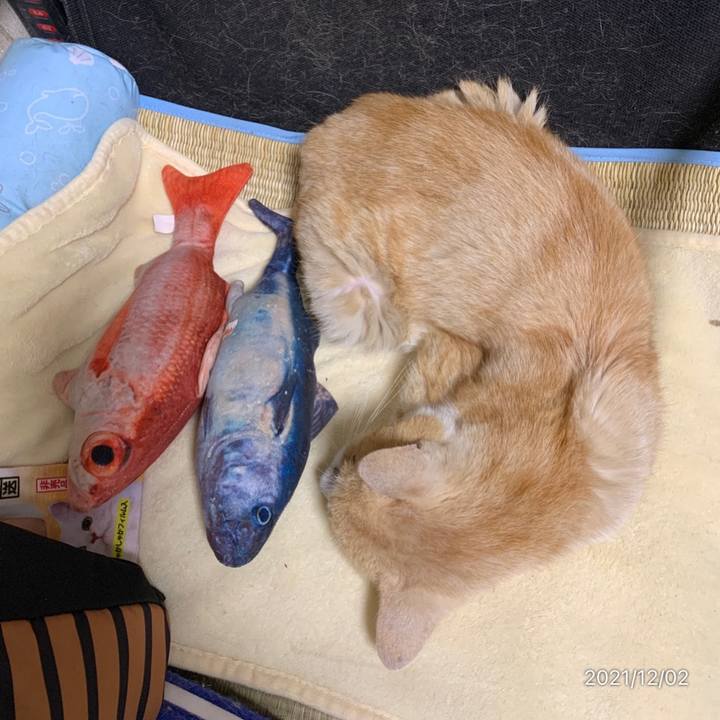 81830b8a 3f8a 449b ac84 07963b5c4232 1638404878178