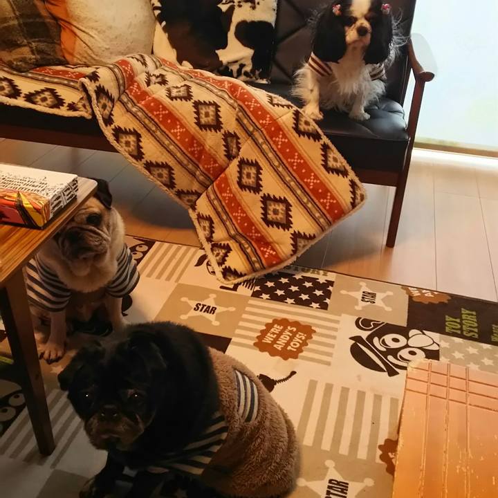 8188c32b 0cca 4180 a49c 29771a2fb45c 1539306762745