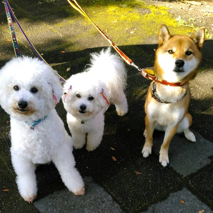 81893412 a6c1 4a22 ad44 eb0c13cc154b 1508979900569