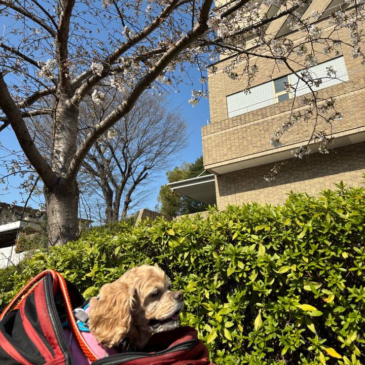 818bd262 0b3c 4060 b55f 2d2a7c003e20 1774528444611