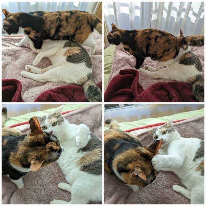 818ce6a9 9c76 44f8 912e cf4b2ed12837 1702609978606