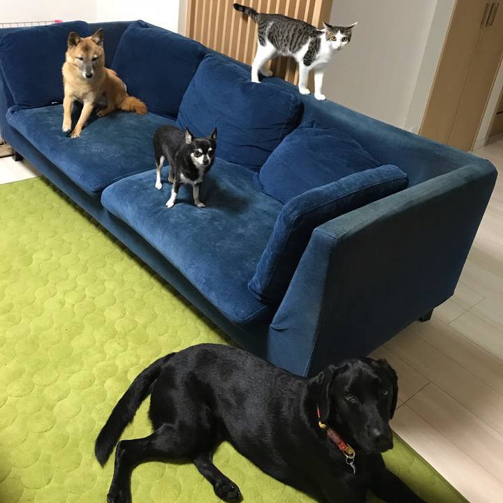 818dd3ad 840a 4deb bd2a 174256a73c4b 1540211028445