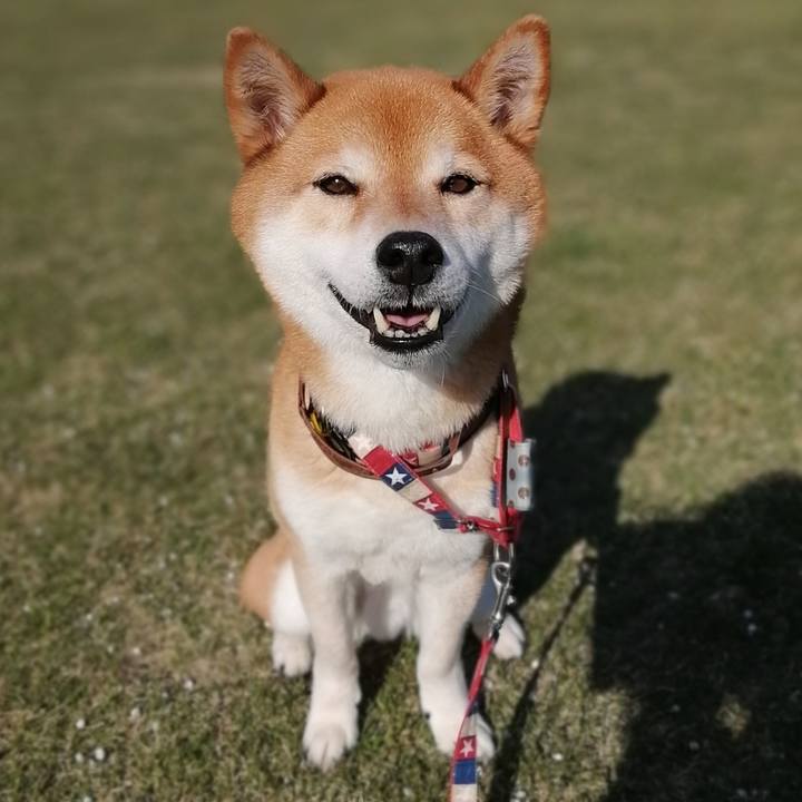 81946090 43fa 416e 8cbc 0fb27685c343 1681109578121