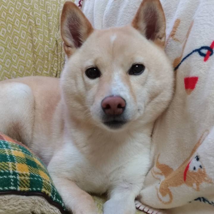 8197a545 392f 4e56 a03e 02bcebd0bcaf 1575935528398