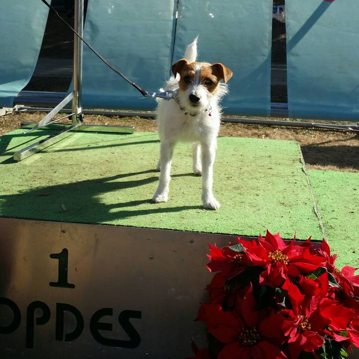 819a4ad1 5baa 4044 b11f 24354bbbf66e 1513511813486