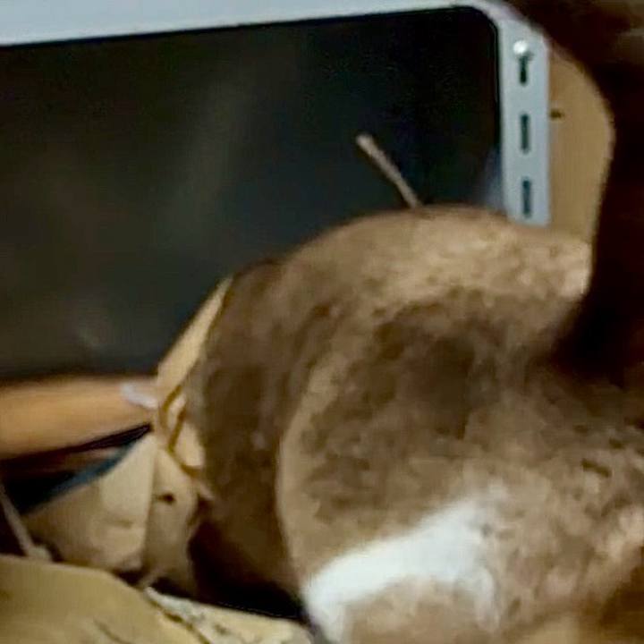 81a020fe ce23 4065 a9a6 86ce73a44dc3 1759837151115