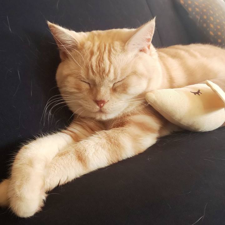 81a05a66 52f5 41d3 8c99 ca321efc09d1 1539657701354