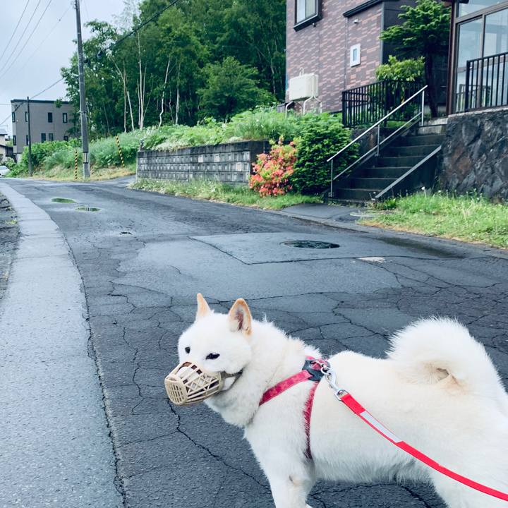 81a1a5e3 27e2 4143 a731 9dececce8e71 1591480169012