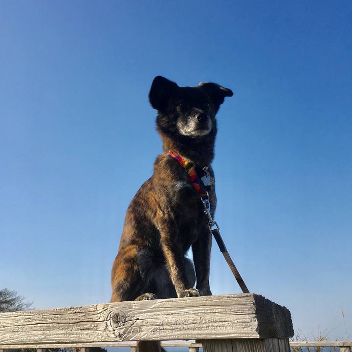 81a206b5 4f2f 477f 83c4 f80f70097a29 1516012313876