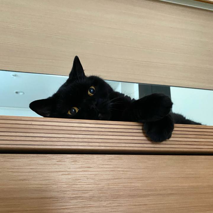 81a4b6ce fdf8 4ae1 bf2a 35e0a1e01d34 1762154919215