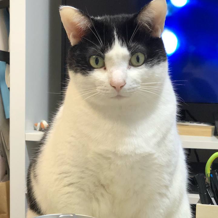 81a56da9 a63d 4eae bf4c fb18d3f95b75 1551363778969