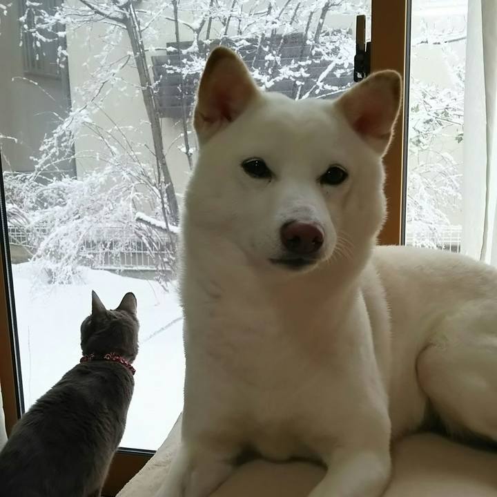 81a890b4 8643 4e52 8495 b1c872348b8a 1517705558337