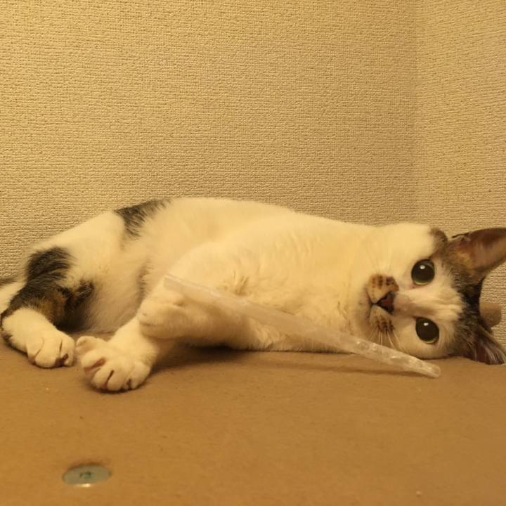 81a8cc50 e6c4 470c 8cfe 22555558dc90 1555583623743