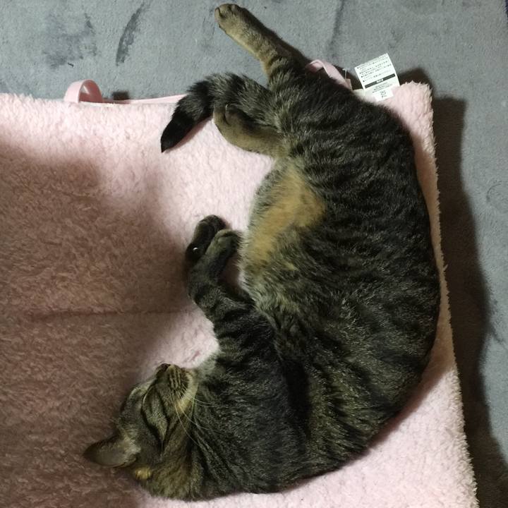 81a94fa4 5176 446c bbef a2e823b6da60 1526597271657