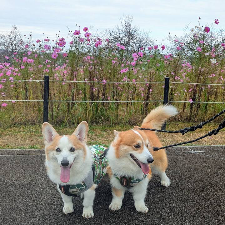 81aa5109 4fc9 4800 9fe9 a52ba288e61e 1762397855817