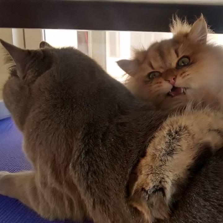 81aa77a5 e39c 4b6a ab68 45e8f9eb4663 1581412185993