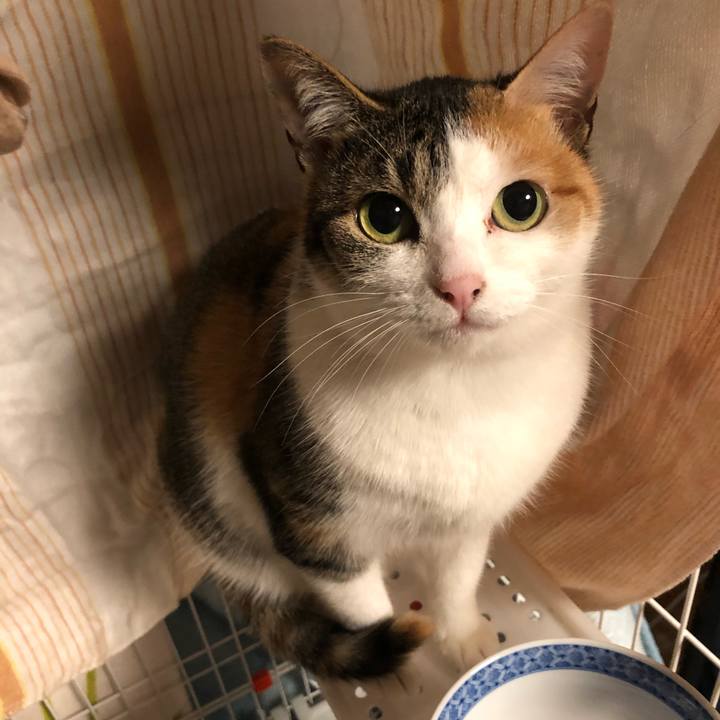 81ac91e2 dbd6 42a6 bde3 b29867f44cd8 1585047888253