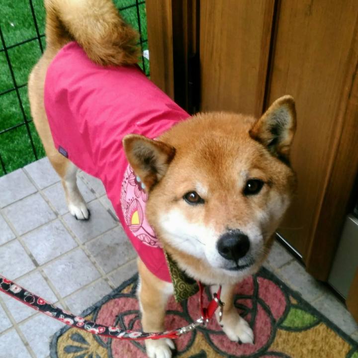 81ad1d5a 4c06 481b 9bfd 7870ec03dedc 1524008998476