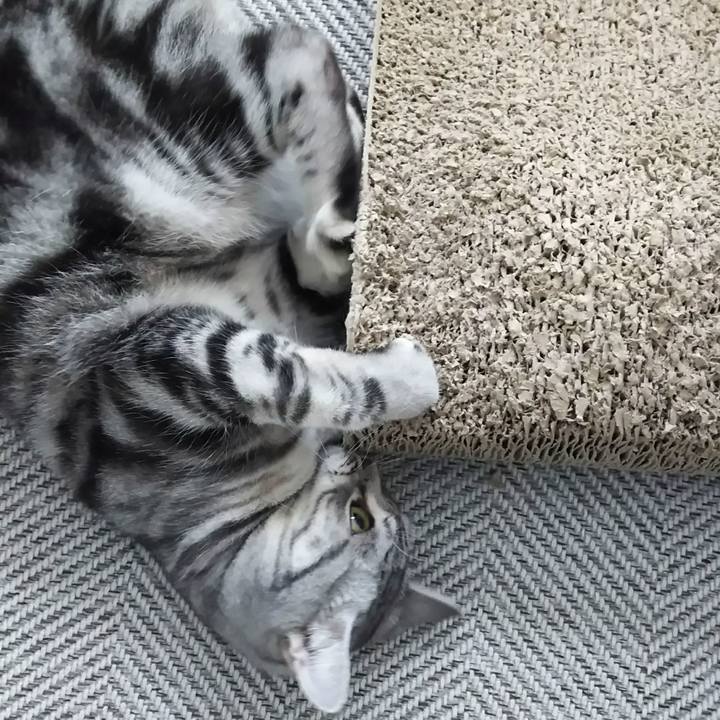 81ad811b f695 4a57 8acf 075b2f077f85 1587111424256