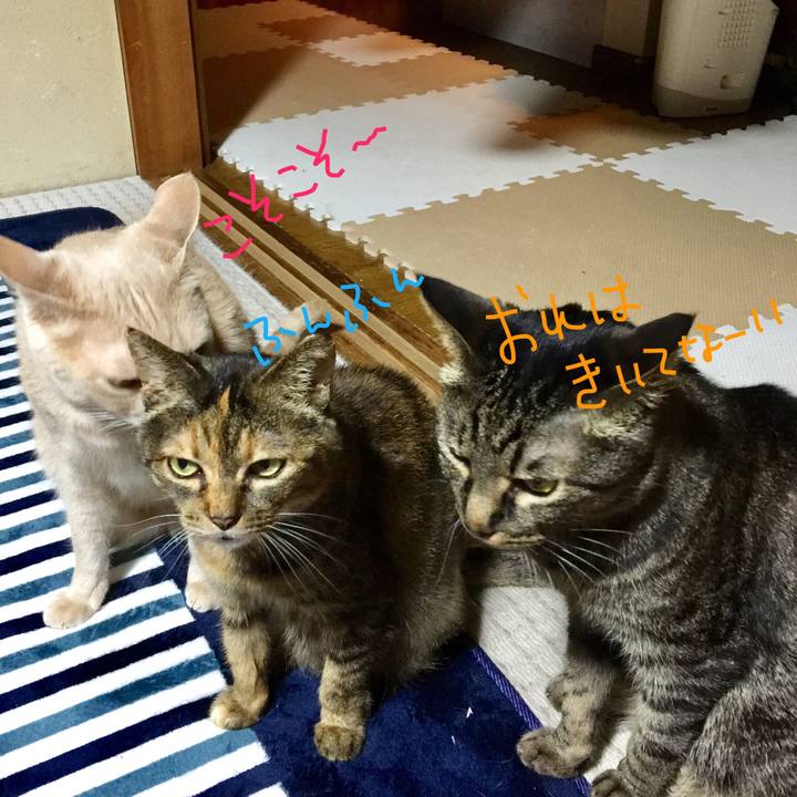 81ade95c 0246 4431 95b7 8d0467083890 1528455036271