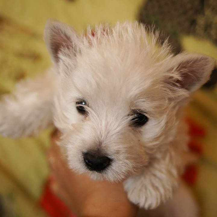 81aeb908 b815 4c88 bf1a b3796d12f3c1 1519117490070