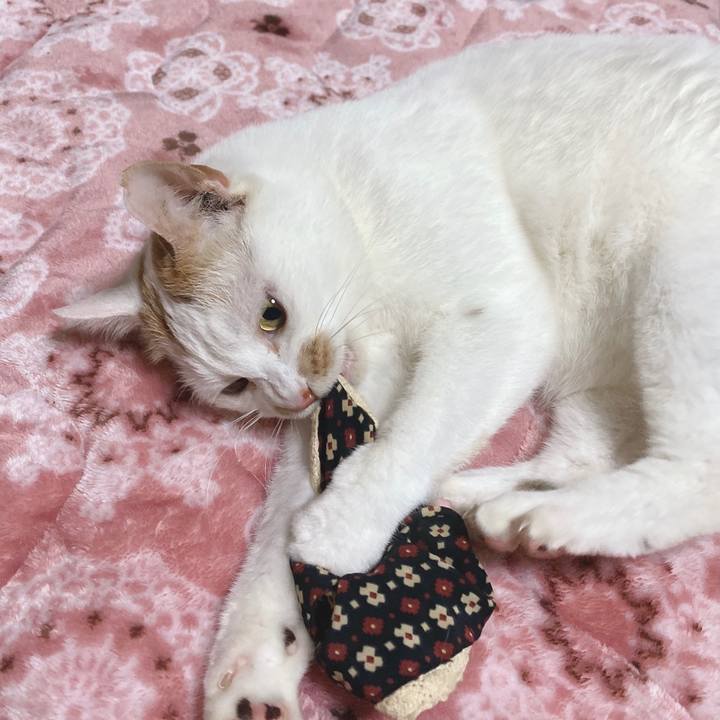 81afc250 9513 4c57 9d90 96d3cb228738 1609250428546