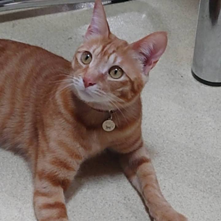 81b1cacf 1184 42ad 8b8a 4b283f1194d4 1588138738032