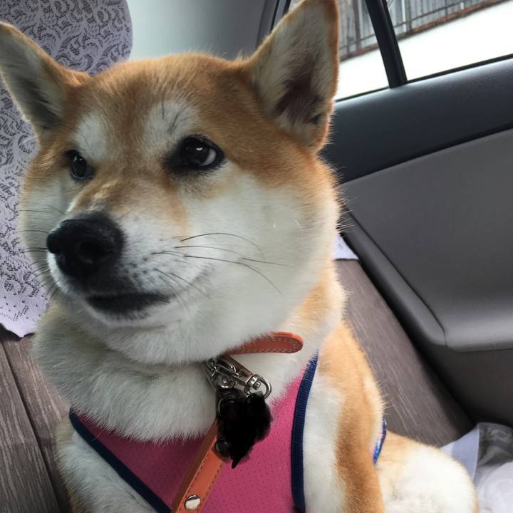 81b4c3cf 65d1 4508 817c a0aa53ea2097 1566186182030